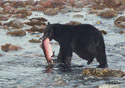 Ursus americanus